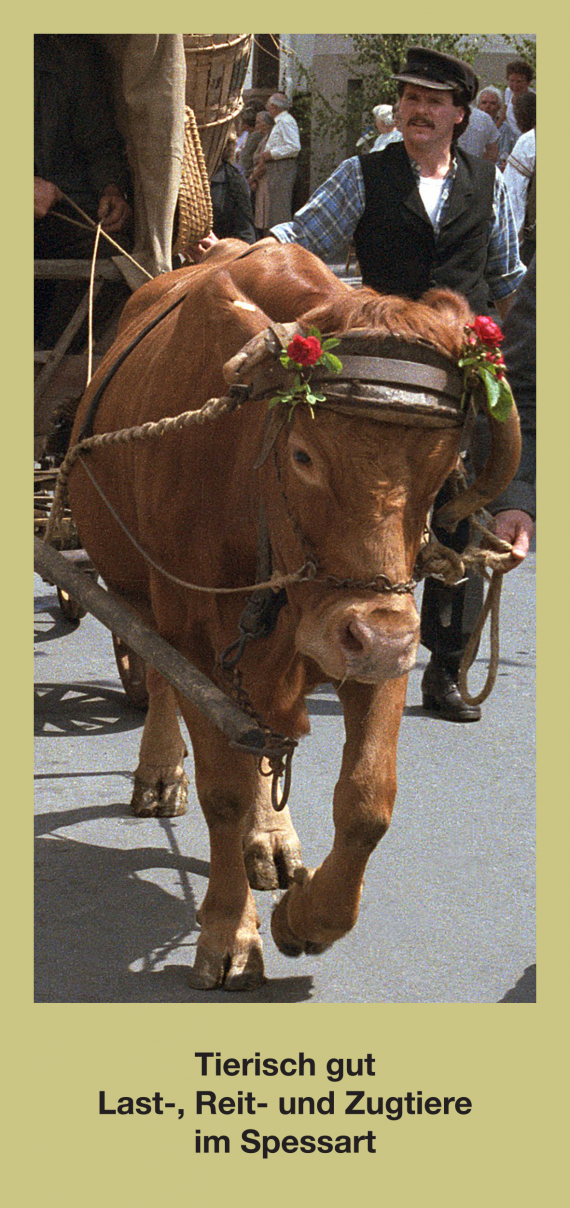Vorderseite der Flyer für die Ausstellung &quot;Tierisch gut. Last- , Reit- und Zugtiere im Spessart&quot;. Auf olivgrünem Hintergrund ein Farbfoto, das eine rotbraune Kuh der Rasse Fränkisches Gelbvieh zeigt, die einen Wagen zieht. Dahinter läuft der Besitzer.