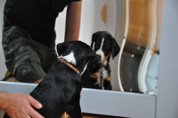 Ein junger schwarzer Hund der Rasse Appenzeller Sennenhund sitzt vor einem Zerrspiegel und betrachtet mit schräg gelegtem Kopf sein Spiegelbild. Im Spiegelbild erkennt man neben ihm knieend seinen Besitzer. 
