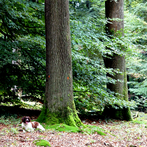 Ein weiß-braun gefleckter Jagdhund der Rasse Kleiner Münsterländer liegt auf dem Waldboden vor einer Eiche. Im Hintergrund sieht man einen weiteren Eichenstamm sowie bis zum Boden reichende Äste eines weiteren Baumes. 